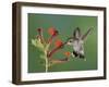 Anna's Hummingbird Female in Flight Feeding on Flower, Tuscon, Arizona, USA-Rolf Nussbaumer-Framed Photographic Print