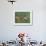 Anna's Hummingbird Female in Flight Feeding on Flower, Tuscon, Arizona, USA-Rolf Nussbaumer-Framed Photographic Print displayed on a wall