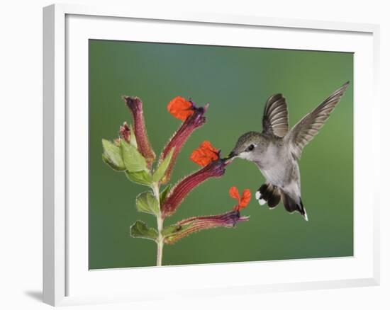 Anna's Hummingbird Female in Flight Feeding on Flower, Tuscon, Arizona, USA-Rolf Nussbaumer-Framed Photographic Print