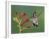 Anna's Hummingbird Female in Flight Feeding on Flower, Tuscon, Arizona, USA-Rolf Nussbaumer-Framed Photographic Print