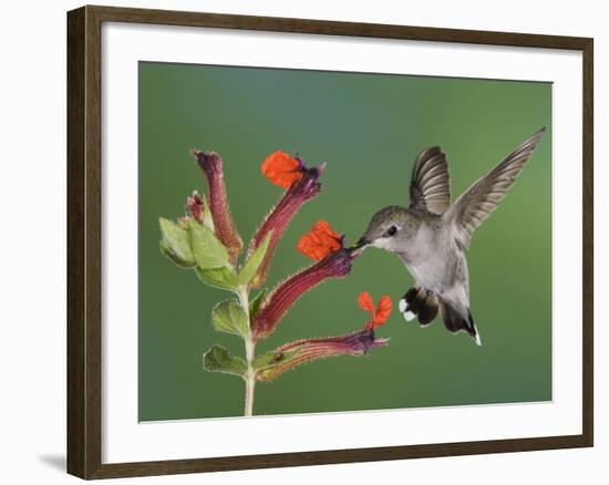 Anna's Hummingbird Female in Flight Feeding on Flower, Tuscon, Arizona, USA-Rolf Nussbaumer-Framed Photographic Print