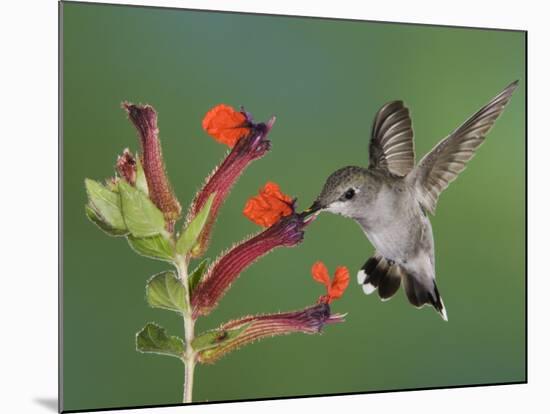 Anna's Hummingbird Female in Flight Feeding on Flower, Tuscon, Arizona, USA-Rolf Nussbaumer-Mounted Photographic Print