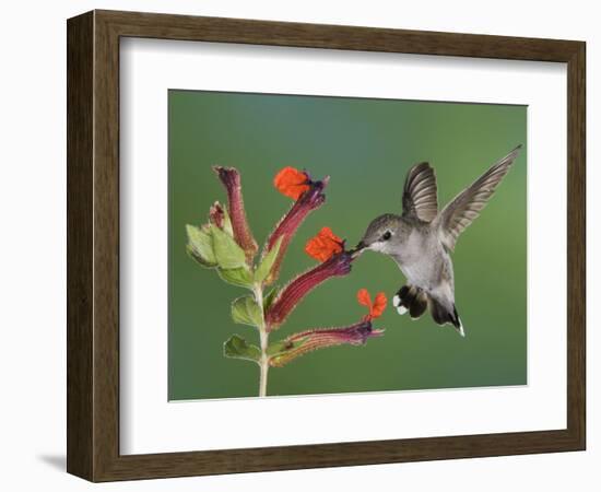 Anna's Hummingbird Female in Flight Feeding on Flower, Tuscon, Arizona, USA-Rolf Nussbaumer-Framed Photographic Print