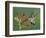 Anna's Hummingbird Female in Flight Feeding on Flower, Tuscon, Arizona, USA-Rolf Nussbaumer-Framed Photographic Print