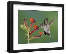 Anna's Hummingbird Female in Flight Feeding on Flower, Tuscon, Arizona, USA-Rolf Nussbaumer-Framed Photographic Print