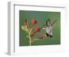 Anna's Hummingbird Female in Flight Feeding on Flower, Tuscon, Arizona, USA-Rolf Nussbaumer-Framed Photographic Print