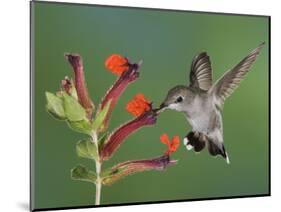 Anna's Hummingbird Female in Flight Feeding on Flower, Tuscon, Arizona, USA-Rolf Nussbaumer-Mounted Photographic Print