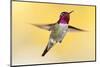 anna's hummingbird flying, baja california peninsula, mexico-claudio contreras-Mounted Photographic Print