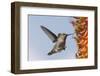 Anna's Hummingbird Flying to Flowers-Hal Beral-Framed Photographic Print