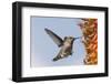 Anna's Hummingbird Flying to Flowers-Hal Beral-Framed Photographic Print