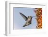 Anna's Hummingbird Flying to Flowers-Hal Beral-Framed Photographic Print