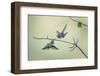 Anna's hummingbird male dancing in flight, Montana, USA-Mateusz Piesiak-Framed Photographic Print