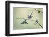 Anna's hummingbird male dancing in flight, Montana, USA-Mateusz Piesiak-Framed Photographic Print