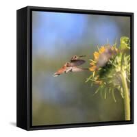 Anna's Hummingbird, Santa Cruz, California, USA-Tom Norring-Framed Stretched Canvas