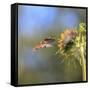 Anna's Hummingbird, Santa Cruz, California, USA-Tom Norring-Framed Stretched Canvas