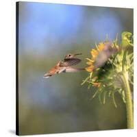 Anna's Hummingbird, Santa Cruz, California, USA-Tom Norring-Stretched Canvas