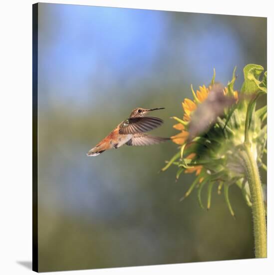 Anna's Hummingbird, Santa Cruz, California, USA-Tom Norring-Stretched Canvas