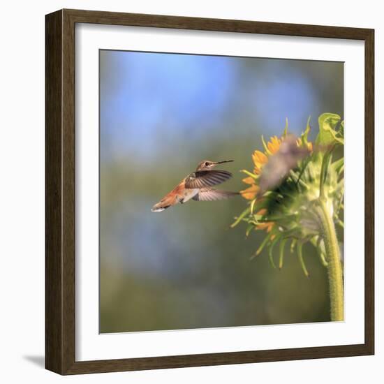 Anna's Hummingbird, Santa Cruz, California, USA-Tom Norring-Framed Photographic Print