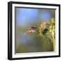 Anna's Hummingbird, Santa Cruz, California, USA-Tom Norring-Framed Photographic Print