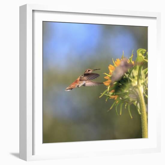 Anna's Hummingbird, Santa Cruz, California, USA-Tom Norring-Framed Photographic Print