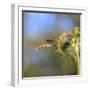 Anna's Hummingbird, Santa Cruz, California, USA-Tom Norring-Framed Photographic Print