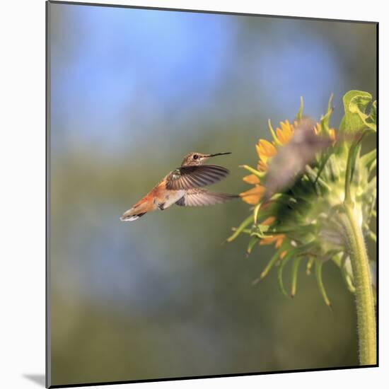Anna's Hummingbird, Santa Cruz, California, USA-Tom Norring-Mounted Photographic Print