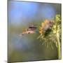 Anna's Hummingbird, Santa Cruz, California, USA-Tom Norring-Mounted Photographic Print