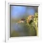 Anna's Hummingbird, Santa Cruz, California, USA-Tom Norring-Framed Photographic Print