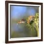 Anna's Hummingbird, Santa Cruz, California, USA-Tom Norring-Framed Photographic Print