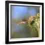 Anna's Hummingbird, Santa Cruz, California, USA-Tom Norring-Framed Photographic Print