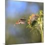 Anna's Hummingbird, Santa Cruz, California, USA-Tom Norring-Mounted Photographic Print