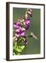 Anna's Hummingbird, Santa Cruz, California, USA-Tom Norring-Framed Photographic Print