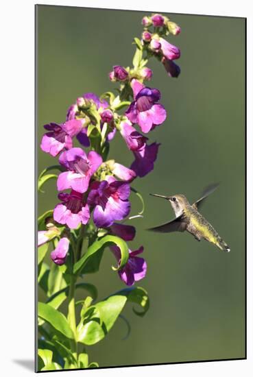 Anna's Hummingbird, Santa Cruz, California, USA-Tom Norring-Mounted Photographic Print