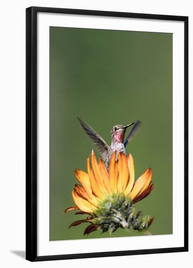 Anna's Hummingbird, Santa Cruz, California, USA-Tom Norring-Framed Photographic Print