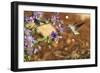 Anna's Hummingbird, Santa Cruz, California, USA-Tom Norring-Framed Photographic Print