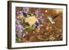 Anna's Hummingbird, Santa Cruz, California, USA-Tom Norring-Framed Photographic Print