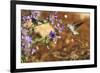 Anna's Hummingbird, Santa Cruz, California, USA-Tom Norring-Framed Photographic Print