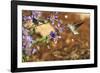 Anna's Hummingbird, Santa Cruz, California, USA-Tom Norring-Framed Photographic Print