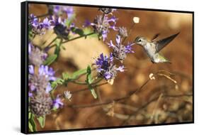 Anna's Hummingbird, Santa Cruz, California, USA-Tom Norring-Framed Stretched Canvas