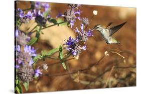 Anna's Hummingbird, Santa Cruz, California, USA-Tom Norring-Stretched Canvas