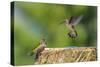 Anna's Hummingbird, Santa Cruz, California, USA-Tom Norring-Stretched Canvas