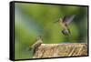 Anna's Hummingbird, Santa Cruz, California, USA-Tom Norring-Framed Stretched Canvas