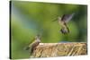 Anna's Hummingbird, Santa Cruz, California, USA-Tom Norring-Stretched Canvas