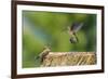 Anna's Hummingbird, Santa Cruz, California, USA-Tom Norring-Framed Premium Photographic Print