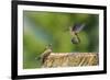 Anna's Hummingbird, Santa Cruz, California, USA-Tom Norring-Framed Premium Photographic Print