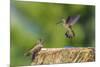 Anna's Hummingbird, Santa Cruz, California, USA-Tom Norring-Mounted Premium Photographic Print