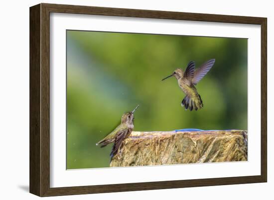 Anna's Hummingbird, Santa Cruz, California, USA-Tom Norring-Framed Photographic Print