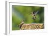 Anna's Hummingbird, Santa Cruz, California, USA-Tom Norring-Framed Photographic Print