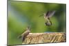 Anna's Hummingbird, Santa Cruz, California, USA-Tom Norring-Mounted Photographic Print