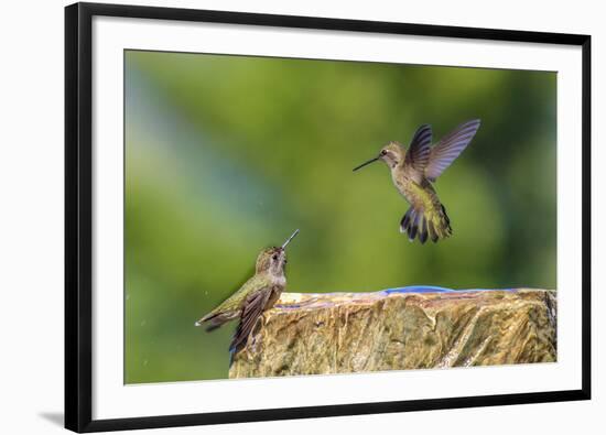 Anna's Hummingbird, Santa Cruz, California, USA-Tom Norring-Framed Photographic Print